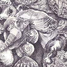Beach Finds. Traditional illustration, and Pencil Drawing project by anne bateman - 07.12.2023