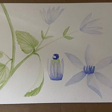 Il mio progetto del corso: Illustrazione botanica con acquerello Ein Projekt aus dem Bereich Traditionelle Illustration, Bildende Künste, Malerei, Zeichnung, Aquarellmalerei und Botanische Illustration von Lucia Barbo - 13.07.2023
