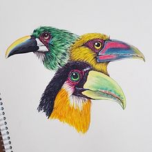 Ramphastidae (em andamento). Ilustração tradicional projeto de Vanessa Marella - 15.07.2023