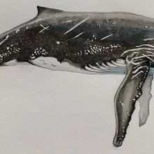 My project for course: Naturalist Illustration Techniques: Whales in Watercolor. Artes plásticas, Pintura, Pintura em aquarela e Ilustração naturalista projeto de Sarah Cowan - 13.07.2023