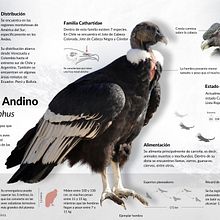 Infografía Cóndor Andino Ein Projekt aus dem Bereich Informationsdesign, Bildbearbeitung, Skulptur, Infografik und Zeichnung von Isabel Labarca Urzúa - 15.07.2023