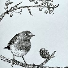 Mein Abschlussprojekt für den Kurs: Realistische Vogel-Illustration mit phantasievollen Elementen. Projekt z dziedziny R, sunek ołówkiem,  R, sunek,  R, sunek atramentem, Ilustracja naturalist i czna użytkownika henrikeboedler - 17.07.2023