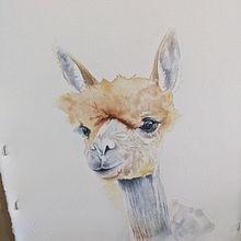 Alpaca portrait. Een project van Schilderij van fauna86 - 18.07.2023