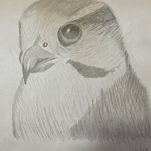 My project for course: Naturalistic Animal Drawing with Graphite Pencil. Pencil Drawing project by Richard van der Spuy - 07.19.2023