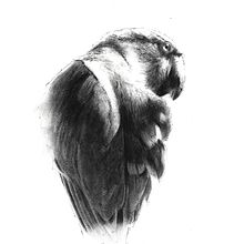 Charcoal parrot video demo. Drawing project by Sarah Stokes - 07.21.2023