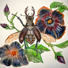 My project for course: Naturalistic Illustration in Watercolor and Gouache. Un progetto di Belle arti, Pittura, Pittura ad acquerello, Illustrazione botanica, Illustrazione naturalistica e Pittura gouache di Sabine Nimz - 21.07.2023