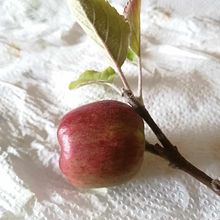 My project for course: Illustrating Nature with Watercolor and Pen . Ilustrasi tradisional, Seni Rupa, Lukisan, Menggambar, Lukisan Cat Air & Ilustrasi Botani proyek oleh Anne - 07.22.2023