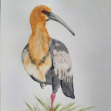 Bandurria . Traditional illustration, Watercolor Painting, and Naturalistic Illustration project by Maria Cecilia Diaz - 08.11.2023