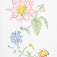 Mi proyecto del curso: Acuarela realista para composiciones botánicas. Een project van Traditionele illustratie, Schilderij,  Tekening, Aquarelschilderen y  Botanische illustratie van Susana Jaramillo - 25.07.2023