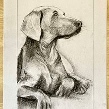 My project for course: Animal Illustration with Charcoal and Ink. Fine Arts, Drawing, Ink Illustration, and Naturalistic Illustration project by Philip Vandenbussche - 07.26.2023