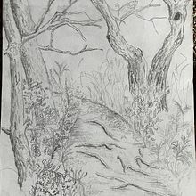 Sketches in nature. Fine Arts project by Diane C. Pelletier - 07.26.2023