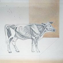 Mi proyecto del curso: Bos taurus. Projekt z dziedziny Trad, c, jna ilustracja, R, sunek ołówkiem,  R, sunek,  R, sunek art, st, czn, Ilustracja naturalist, czna, R i sowanie kredkami użytkownika Manuel Jesús Palacios Benavente - 28.07.2023