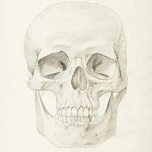 My project for course: Intro to Anatomy Drawing with Graphite Pencil. Artes plásticas, Desenho a lápis, Desenho, Desenho realista, e Desenho anatômico projeto de zerobyzero - 28.07.2023