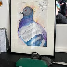 Pigeon - My first watercolour from scratch. Een project van Traditionele illustratie van Kristine Marshall - 28.07.2023