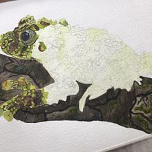 Vietnamesse Mossy frogg. Traditional illustration project by Isabel Quiroga Castro - 07.29.2023