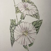 Flowers. Un projet de Illustration traditionnelle de daniela_schutt - 29.07.2023