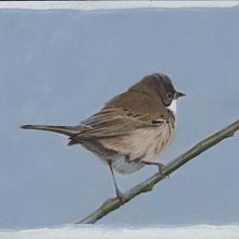Mijn project van de cursus: Naturalistische vogels illustreren met aquarel. Un proyecto de Ilustración tradicional, Pintura a la acuarela, Dibujo realista e Ilustración naturalista				 de Ruud van Unen - 29.07.2023