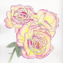 My project for course: Botanical Sketchbooking: A Meditative Approach. Un progetto di Illustrazione tradizionale, Bozzetti, Disegno, Pittura ad acquerello, Illustrazione botanica e Sketchbook di alexanderfrankart - 28.07.2023
