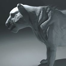 Tiger/ Sculpting in Blender. Un progetto di Modellazione 3D, Progettazione 3D e Progettazione di videogiochi di Antonio Carrasco Galinsoga - 30.07.2023