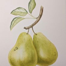 My project for course: Realistic Botanical Illustration: Escape to Nature. Un projet de Peinture, Aquarelle, Illustration botanique et Illustration naturaliste de katciaz - 30.07.2023