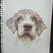 My project for course: Pet Portraits in Colored Pencils. Projekt z dziedziny Trad, c, jna ilustracja, Ilustracja naturalist i czna użytkownika Maria Myrskyvuori - 31.07.2023