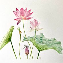Thank you for a friend!. Un progetto di Illustrazione tradizionale e Illustrazione botanica di Bev Dancer - 31.07.2023