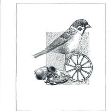 My project for course: Realistic Illustration of Birds with Imaginative Elements. Un proyecto de Dibujo a lápiz, Dibujo, Ilustración con tinta e Ilustración naturalista				 de Ingrid Wolf-Hattinger - 31.07.2023