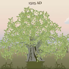 The life cycle of an oak tree. Motion Graphics, and Traditional illustration project by Sherry Shirena - 10.03.2011