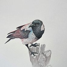 My project for course Artistic Watercolor Techniques for Illustrating Birds: Hooded Crow. Traditional illustration, Watercolor Painting, Realistic Drawing, and Naturalistic Illustration project by ansku - 07.27.2023