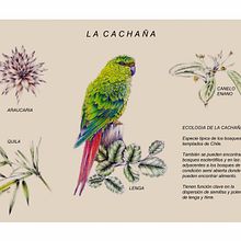 llustración naturalista . Projekt z dziedziny Trad, c, jna ilustracja,  Malarstwo, Ilustracja c, frowa, Malowanie akwarelą, R, sunek botaniczn,  R, sunek atramentem, Ilustracja naturalist i czna użytkownika Patricia Moravec - 03.08.2023