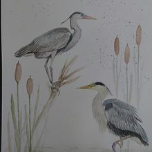 Mein Abschlussprojekt für den Kurs: Naturalistische Aquarellillustration von Vögeln. Traditional illustration, Watercolor Painting, Realistic Drawing, and Naturalistic Illustration project by a. kai. - 08.06.2023