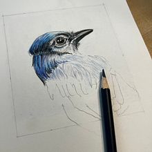 Feather Study. Un progetto di Illustrazione tradizionale di philvans - 06.08.2023