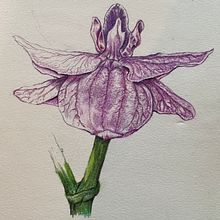 Orchid petals . Un progetto di Illustrazione tradizionale di philvans - 06.08.2023