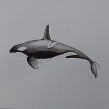 My project for course: Naturalist Illustration Techniques: Whales in Watercolor. Artes plásticas, Pintura, Pintura em aquarela e Ilustração naturalista projeto de christine7589 - 06.08.2023