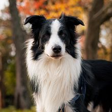 Mi proyecto del curso: Fotografía lifestyle de perros. Photograph, Portrait Photograph, Instagram Photograph, Documentar, Photograph, Lifest, and le Photograph project by Pablo Emanuel Cabrera - 08.03.2023
