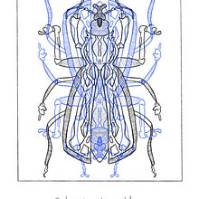 Insectos. Un progetto di Illustrazione tradizionale, Graphic design, Creatività e Belle arti di Cecilia Afonso Martín - 07.08.2023