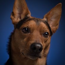 Mi proyecto del curso: Fotografía lifestyle de perros. Projekt z dziedziny Fotografia, Fotografia portretowa, Fotografia na Instagram, Fotografia dokumentalna,  Fotografia lifest i le użytkownika Noelia Valle - 22.03.2024