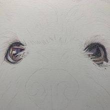 Mi proyecto del curso: Retratos de Mascotas en Lápices de Colores. Un projet de Illustration traditionnelle et Illustration naturaliste de Leonardo Sevilla - 08.08.2023