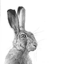 My project for course: Naturalistic Animal Drawing with Graphite Pencil. Projekt z dziedziny Trad, c, jna ilustracja, R, sunek ołówkiem,  R, sunek, Ilustracja naturalist i czna użytkownika Alan Byrom - 26.07.2023