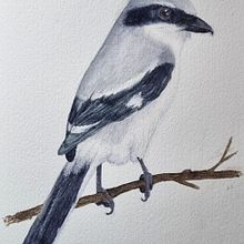 My project for course: Artistic Watercolor Techniques for Illustrating Birds. Traditional illustration, Watercolor Painting, Realistic Drawing, and Naturalistic Illustration project by Michelle Esterhuizen - 08.09.2023