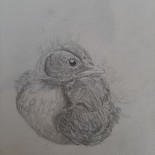 Mijn project van de cursus: Leer realistische dieren tekenen met grafietpotlood. Traditional illustration, Pencil Drawing, Drawing, and Naturalistic Illustration project by lauraensing - 08.10.2023