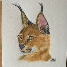 Caracal . Un proyecto de Pintura a la acuarela e Ilustración naturalista				 de Marcela Pacheco Weber - 13.07.2023