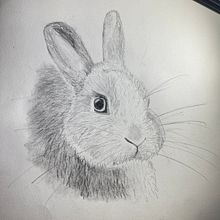 Meu projeto do curso: Desenho naturalista de animais com lápis grafite. Traditional illustration, Pencil Drawing, Drawing, and Naturalistic Illustration project by Ana V_ - 08.12.2023