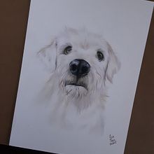 Meu projeto do curso: Retratos de pets a lápis de cor. Un proyecto de Ilustración tradicional e Ilustración naturalista				 de Ana Paula Cianciosa dos Reis - 10.08.2023