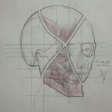 Mi proyecto del curso: Dibujo anatómico de la cabeza humana. Fine Arts, Pencil Drawing, Drawing, Portrait Drawing, Realistic Drawing, and Figure Drawing project by Facundo Emmanuel Vega Fiore - 08.04.1995