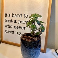 Botanical Sketchbook. Projekt z dziedziny Trad, c i jna ilustracja użytkownika Cierla - 14.08.2023