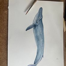 My project for course: Naturalist Illustration Techniques: Whales in Watercolor. Fine Arts, Painting, Watercolor Painting, and Naturalistic Illustration project by Catherine Philipp - 08.14.2023
