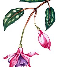 Mi proyecto del curso: Ilustración botánica con acuarela. Traditional illustration, Fine Arts, Painting, Drawing, Watercolor Painting, and Botanical Illustration project by Camila Aguilar Perea - 08.15.2023
