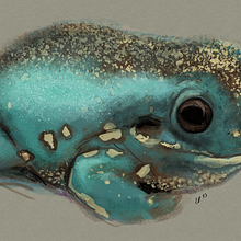 White Lipped Glitter Frog. Projekt z dziedziny Ilustracja c i frowa użytkownika emmyallears - 17.08.2023