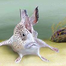 Endangered Handfish. Projekt z dziedziny R, sunek c, frow, Malarstwo c i frowe użytkownika Reg Watson - 19.08.2023